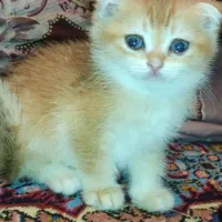 گربه اسکاتیش واگذاری