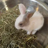 بچه خرگوش کیوت|موش و خرگوش|دزفول, |دیوار