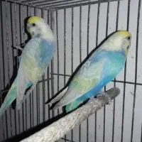 مرغ عشق مولد ریمبو با جوجه سرلاکی و مولد معمولی