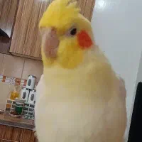 عروس هلندی