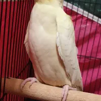 فروش یک عدد عروس هلندی ماده