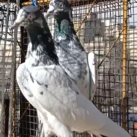 پاکستانی اصل خون خالص