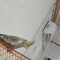 عروس هلندی ماده|پرنده|دره شهر, |دیوار