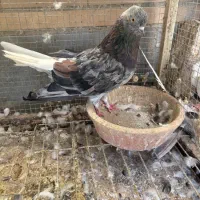 حدود ۲۰ عدد کبوتر یکجا دونه ۲۵۰