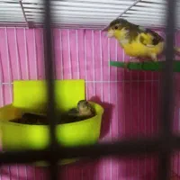 قناری باتخم سهره عروس البینیو دستی نر|پرنده|مشهد, نظام دوست|دیوار