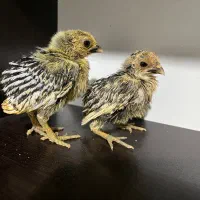 جوجه ۷ روزه سبرایت سیلور|حیوانات مزرعه|رشت, حسین آباد|دیوار