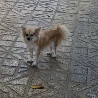 توله و مادر معاوضه