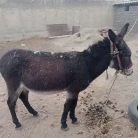 الاغ نر اخته