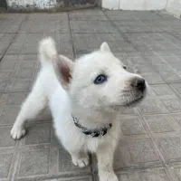 سگ هاسکی|سگ|فریمان, |دیوار