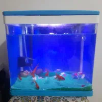 آکواریوم شرکتی و ماهی