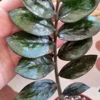 زاموفیلیا بلک ابلق خوشرنگ|گل و گیاه طبیعی|هشتگرد, فاز ۷ مهستان|دیوار