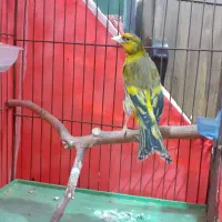 سهره قناری نر سرخ