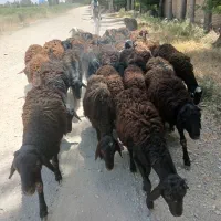 بره نره چاق داشتی و کشتاری