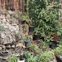 سالن کار وسیخ شور