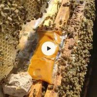 زنبور فروشی ۷و۸و۹و۱۰قاب فشرده