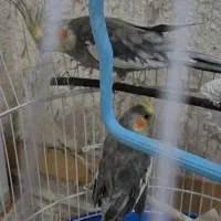 عروس هلندی نر