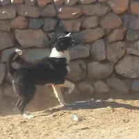 واگذاری‌ سگ‌ گله‌ ای