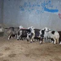 بره ماده پلنگی در حد شیشک  ابستن