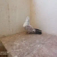 کبوتر تهرانی نر|پرنده|پرند, فاز ۵|دیوار