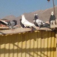 کفتر|پرنده|کرج, شهرک اوج|دیوار