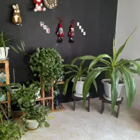 گیاهان  طبیعی آپارتمانی