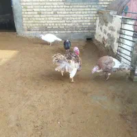 چهار عدد بوقلمو دوتا نر دوتا ماده|حیوانات مزرعه|ماهیدشت, |دیوار