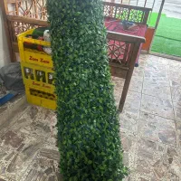 فنس|گل و گیاه طبیعی|طاهرگوراب, |دیوار