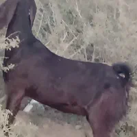 دوتا بز آبستن با بز کهره|حیوانات مزرعه|جیرفت, |دیوار