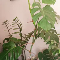 درخت بنجامین و برگ انجیری|گل و گیاه طبیعی|کرج, شهرک فهمیده|دیوار