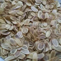 فروش بذر آنغوزه(انگزه)