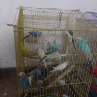 مرغ عشق جفتی۳۰۰