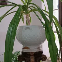 گل ذرتی بسیار زیبا