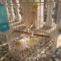 دوعدد عروس هلندی دستی|پرنده|دالخانی, |دیوار