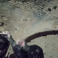 بوقلمون برنز|حیوانات مزرعه|شاهرود, |دیوار