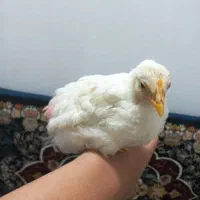 جوجه ماشینی مرغ