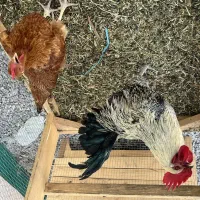 مرغ و خروس محلی