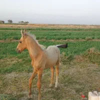 کره عرب خوش استیل و خوش رنگ