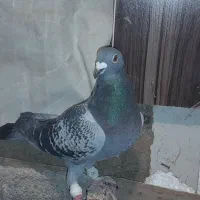 کفتر پلاکی ونکی آلمانی گرفتم