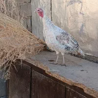 بوقلمون محلی واکسن زده وتمیز وسرحال|حیوانات مزرعه|یاسوج, |دیوار