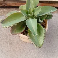 گل اشک|گل و گیاه طبیعی|محمدیه-قزوین, |دیوار