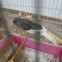 قناری|پرنده|میناب, |دیوار