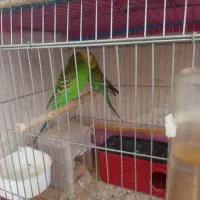 یک جفت مرغ عشق جوان