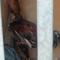 مرغ وخروس