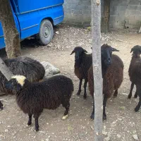 گوسفند ماده با بره تر و تمیز فروشی|حیوانات مزرعه|نوشهر, |دیوار