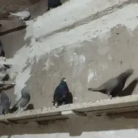 کبوتر|پرنده|الوند, |دیوار