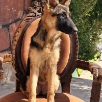 ژرمن موکوتاه ماده سامویید نر و ژرمن بلک|سگ|تهران, وردآورد|دیوار