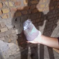 کفتر|پرنده|اردکان, |دیوار