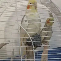 عروس مولدباقفس