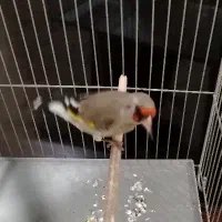 سقا نر کوه هزار|پرنده|کرمان, |دیوار