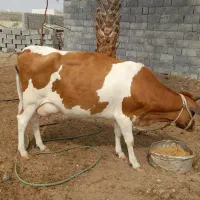 گاو نژادخوب و عالی ۱۵۰میلیون